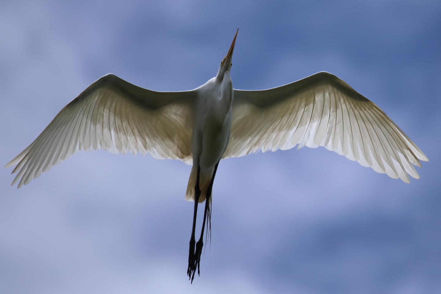 3rd Grand Award For Year End Assigned Pictorial In Class 2 By Rich Giannola For Great Egret Overhead With 23 Points in MAY-10-2023.jpg
